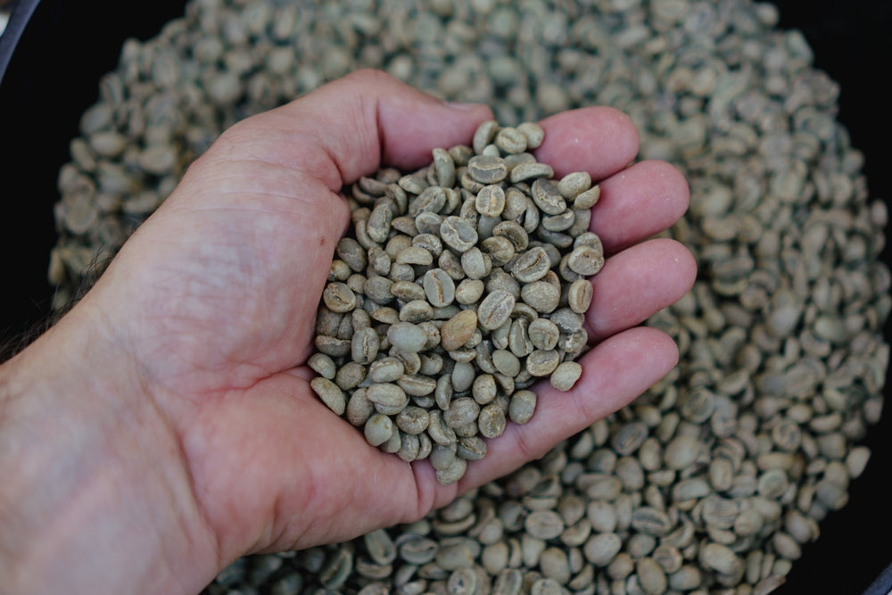 How the Sugarcane Process Removes Caffeine from Coffee (Step by Step)