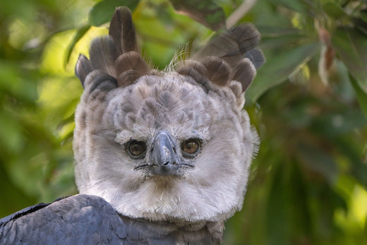 Why we chose the Harpy Eagle as our logo!