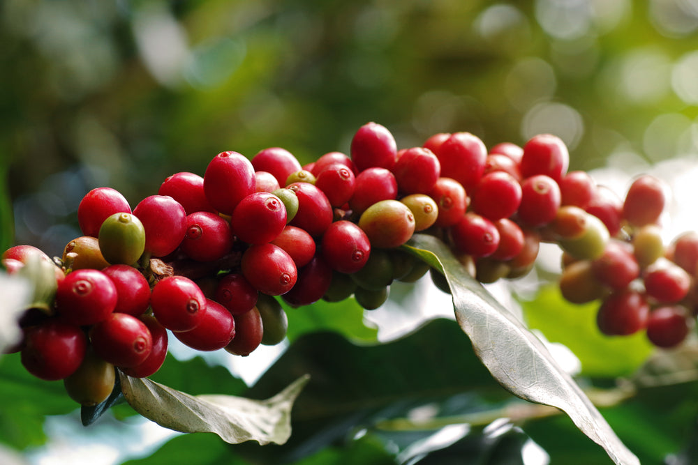 10 Disadvantages to Shade-Grown Coffee: Too Many Birds, Too Much Flavor