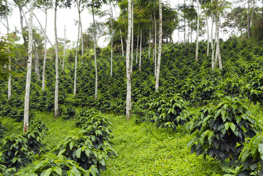 5 Benefits of Drinking Shade-grown Coffee